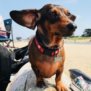 Meet your Posher, Cody